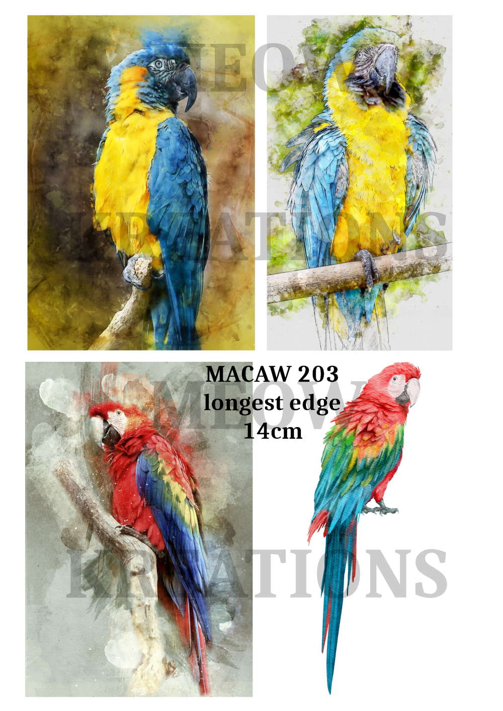 MACAW 203