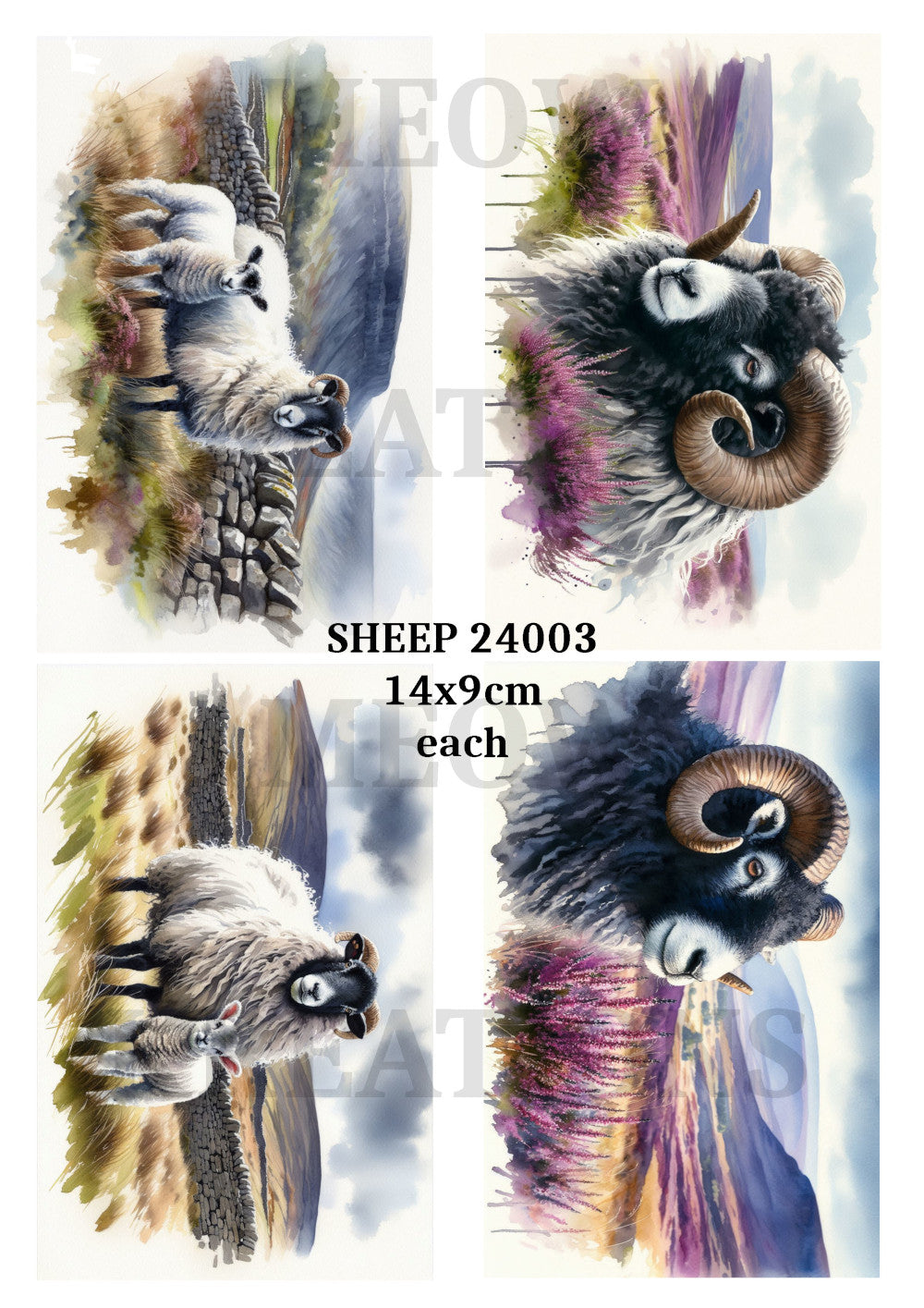 SHEEP 24003