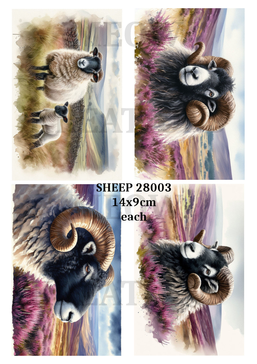SHEEP 28003