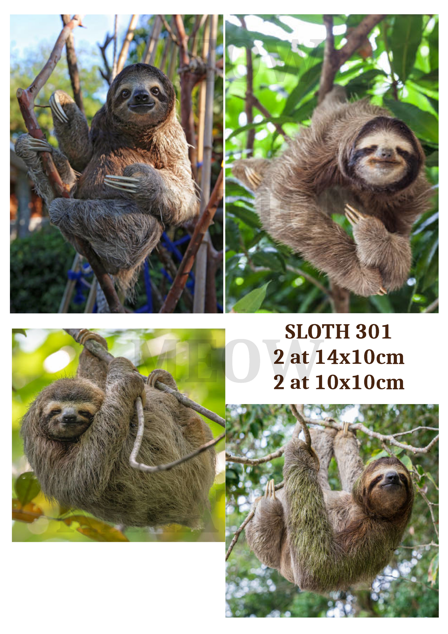 SLOTH 301