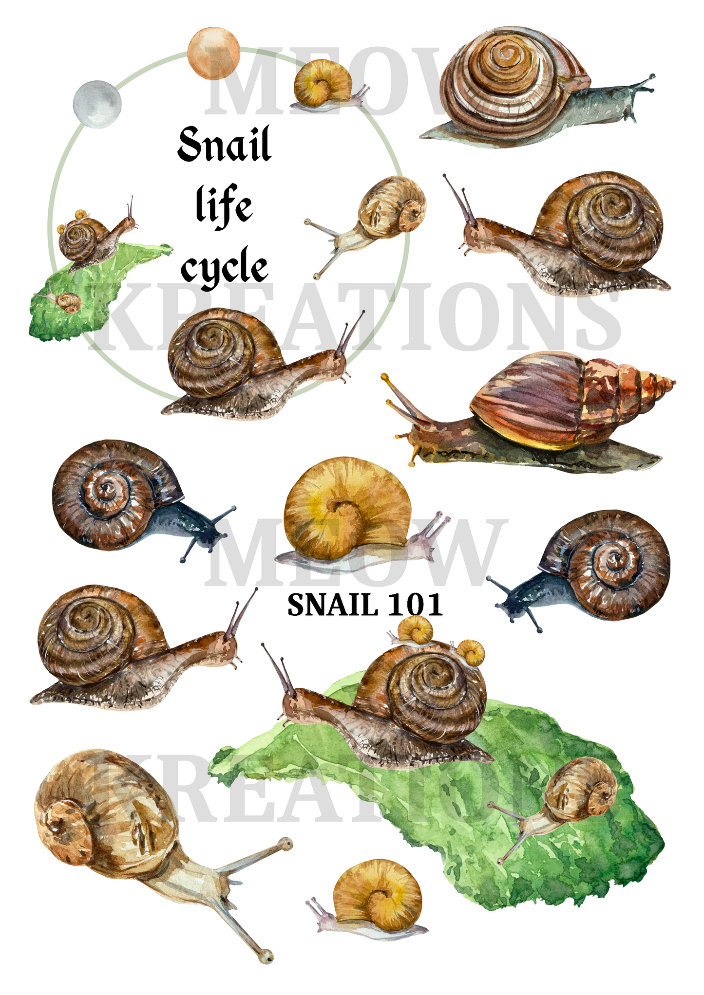SNAIL 101
