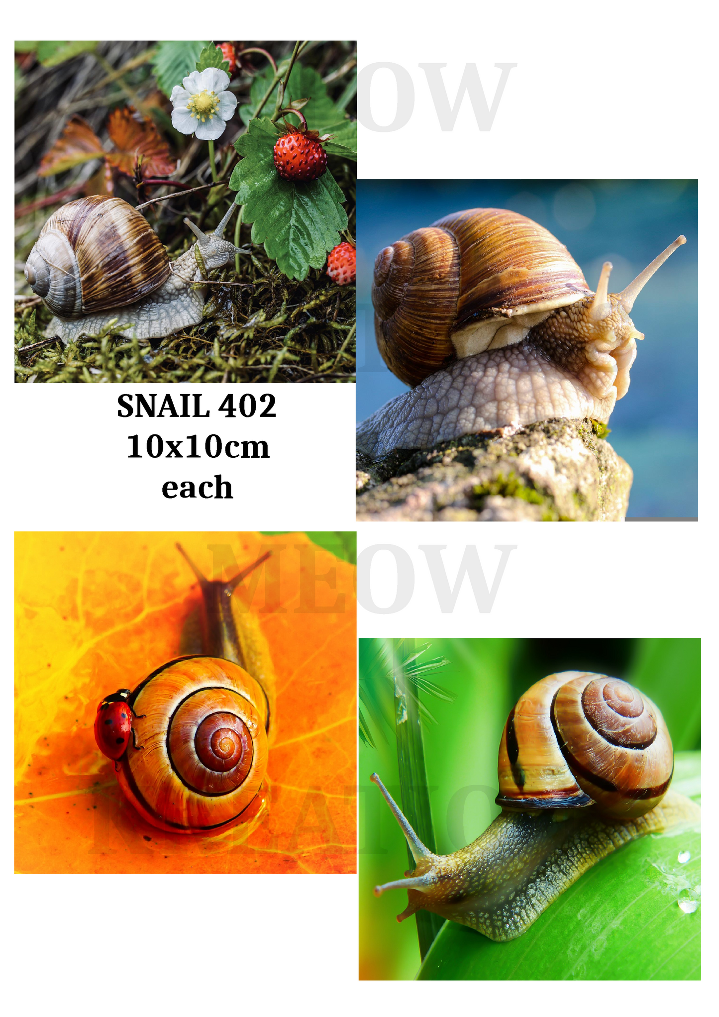 SNAIL 402