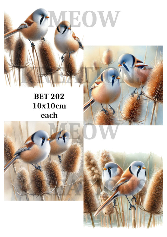 BET 202
