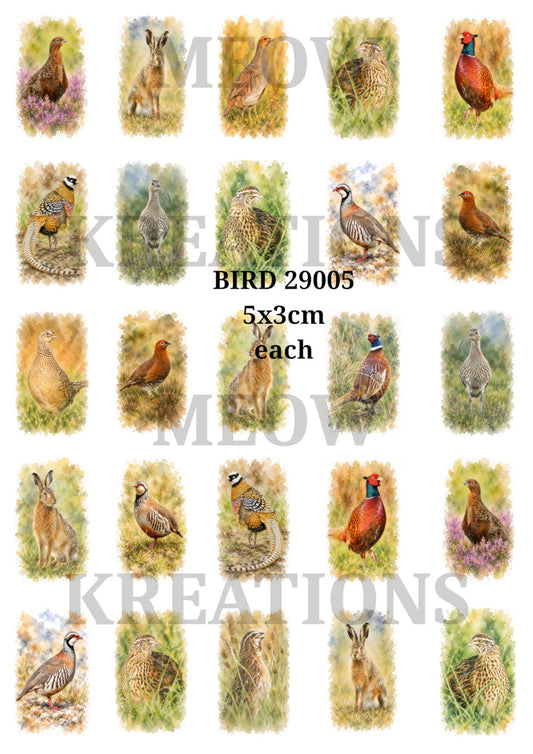 BIRD 29005