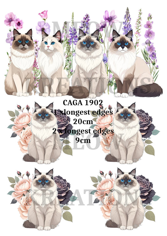CAGA 1902
