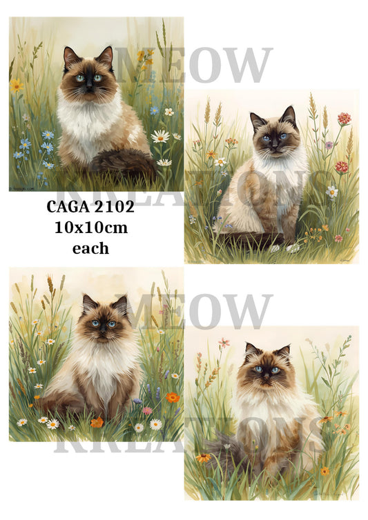 CAGA 2102