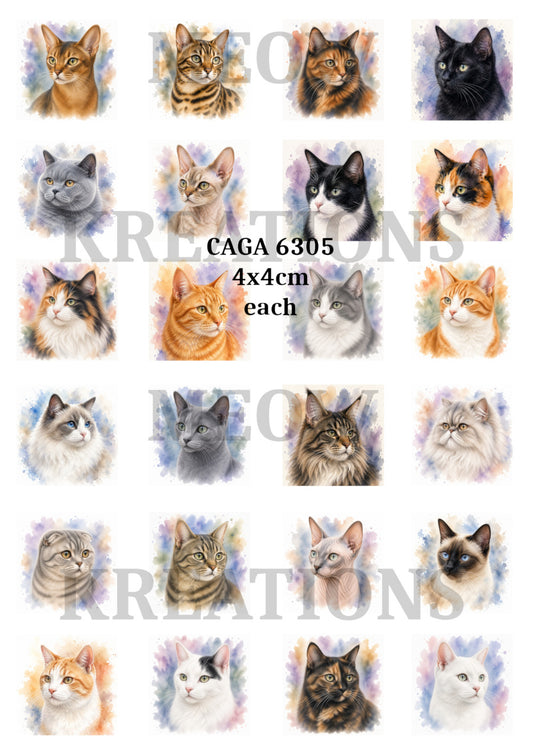 CAGA 6305