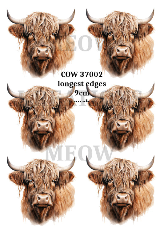 COW 37002