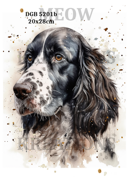 Springer Spaniel Portrait Decoupage Rice Paper - DGB 5201b