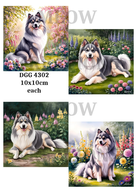 DGG 4302