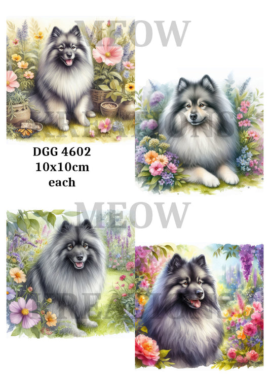 DGG 4602