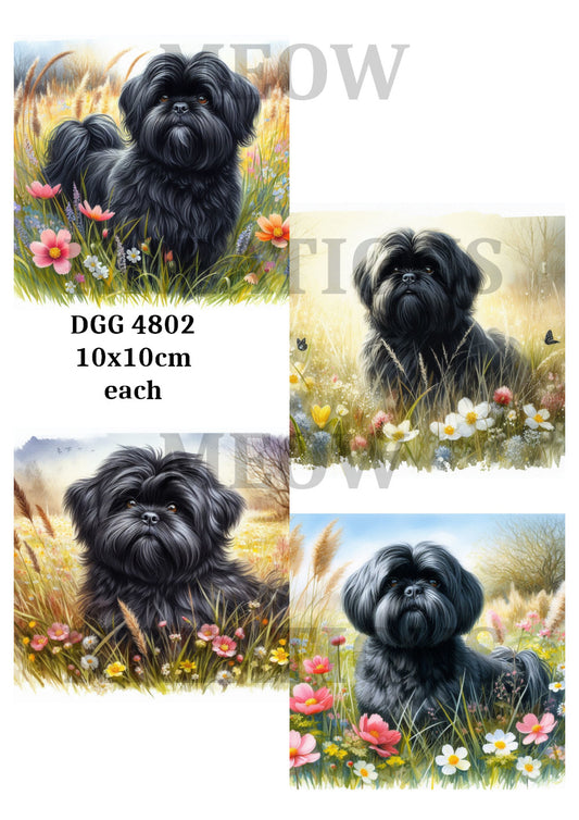 DGG 4802