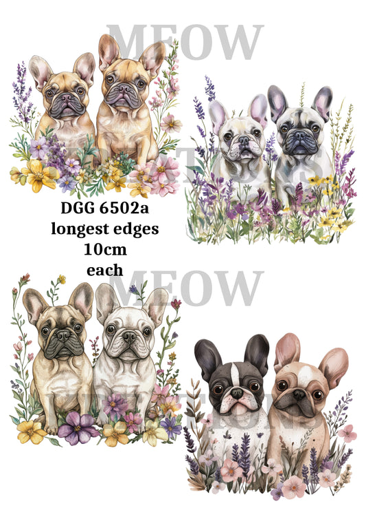 DGG 6502a