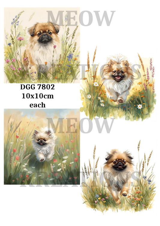 DGG 7802