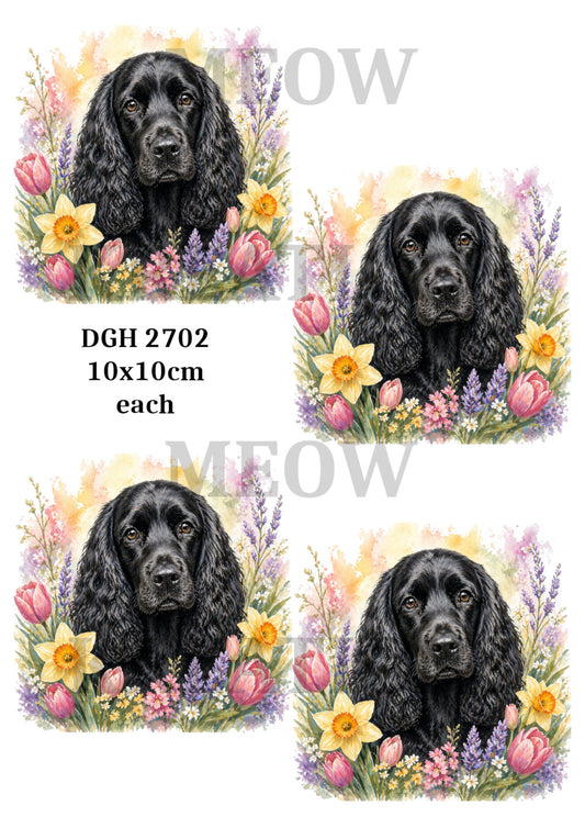DGH 2702