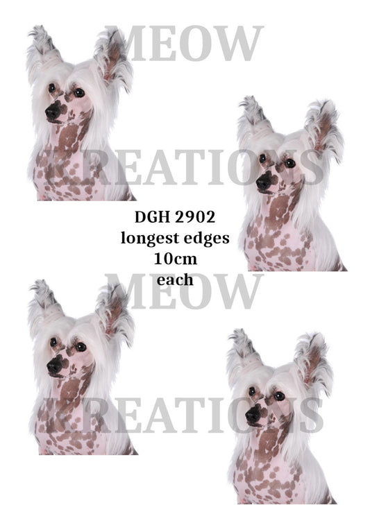 DGH 2902