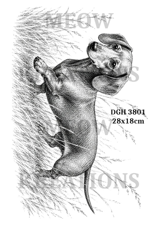 DGH 3801