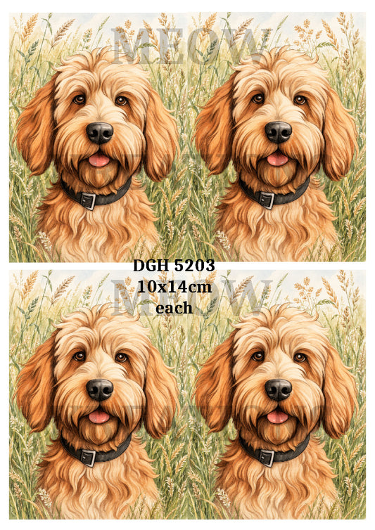 Golden Labradoodle Dog Portraits Decoupage Rice Paper - DGH 5203