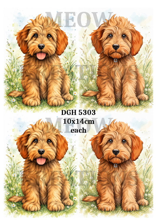 Golden Labradoodle Dogs Decoupage Rice Paper - DGH 5303