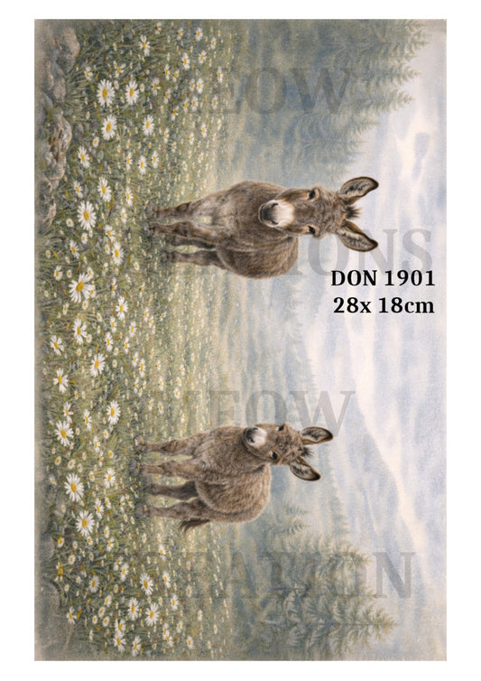DON 1901