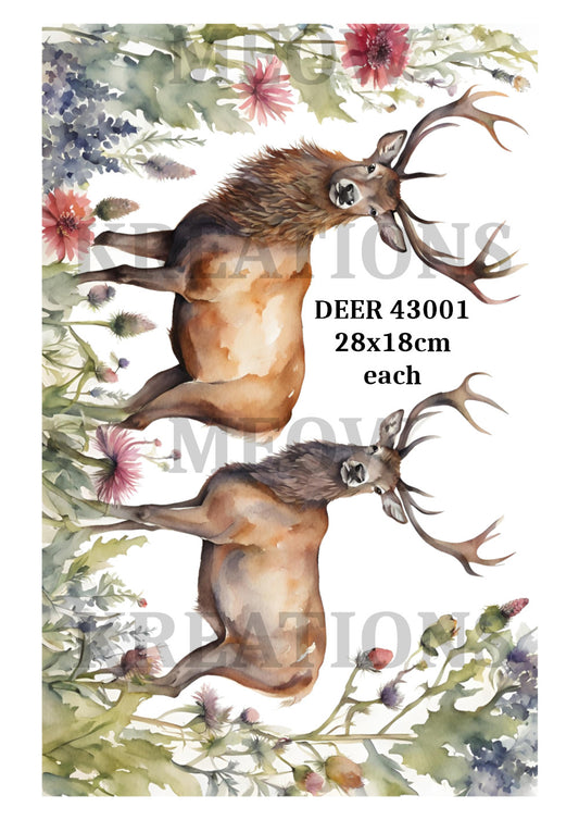 DEER 43001