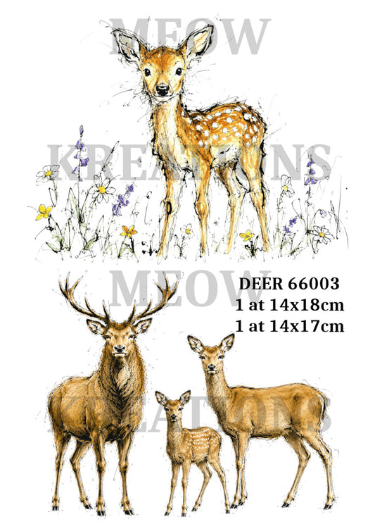 DEER 66003