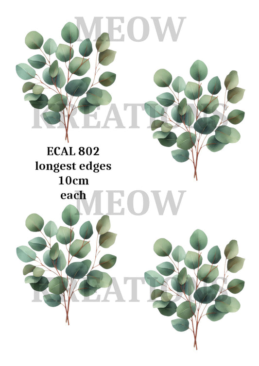ECAL 802