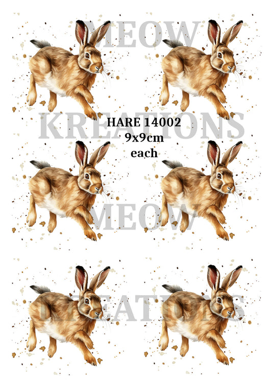 HARE 14002