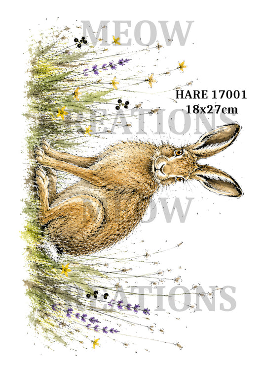 HARE 17001