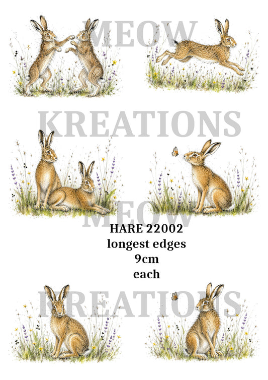 HARE 22002