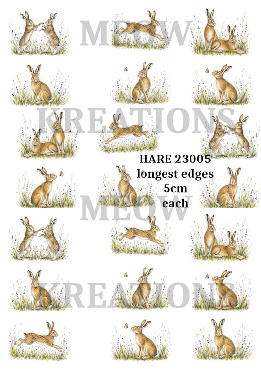 HARE 23005