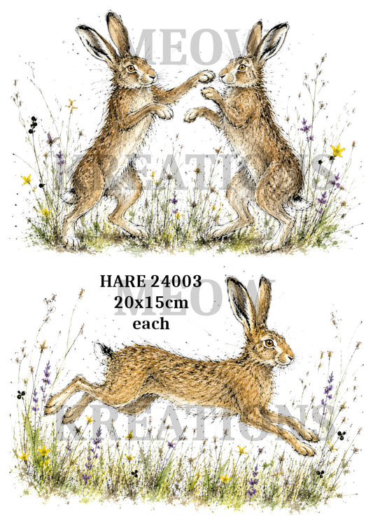 HARE 24003