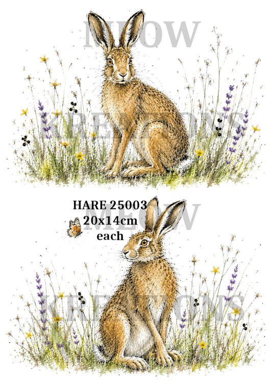 HARE 25003