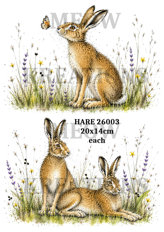 HARE 26003