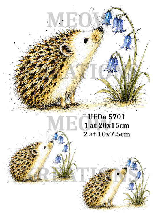 HEDa 5701