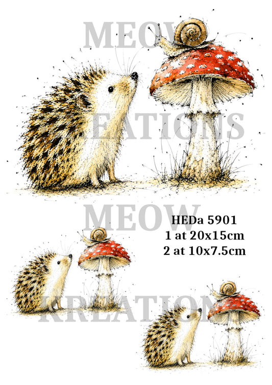 HEDa 5901