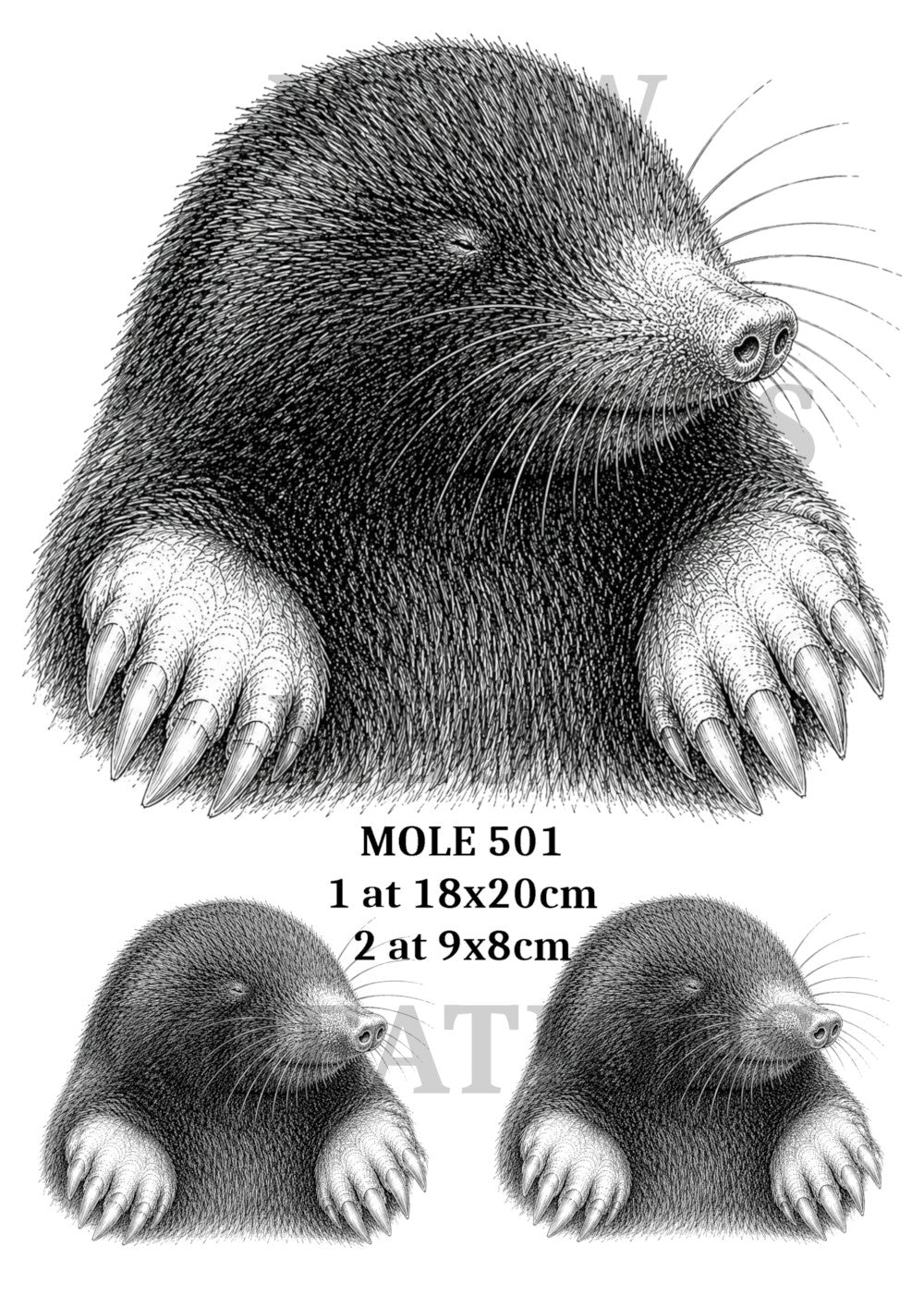 MOLE 501