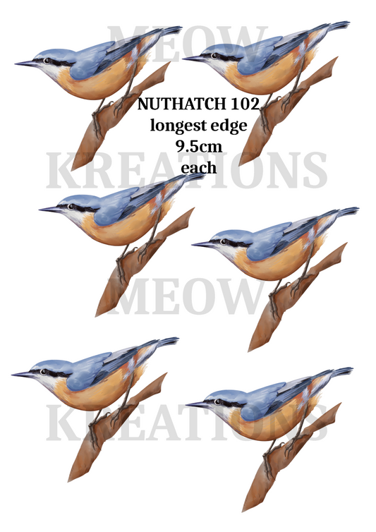 NUTHATCH 102