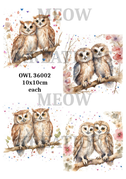 OWL 36002