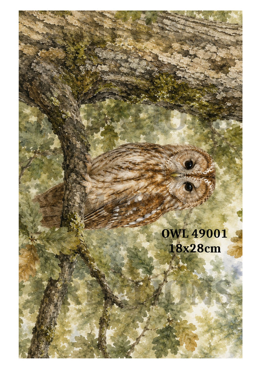 OWL 49001