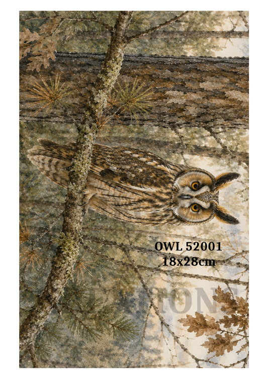 OWL 52001