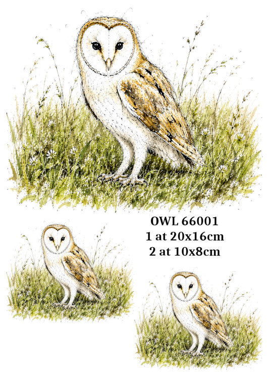 OWL 66001