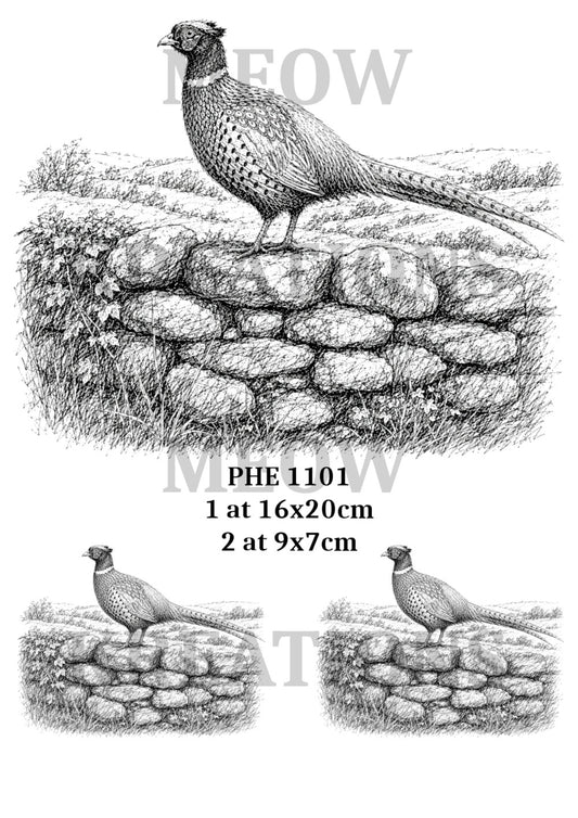 PHE 1101