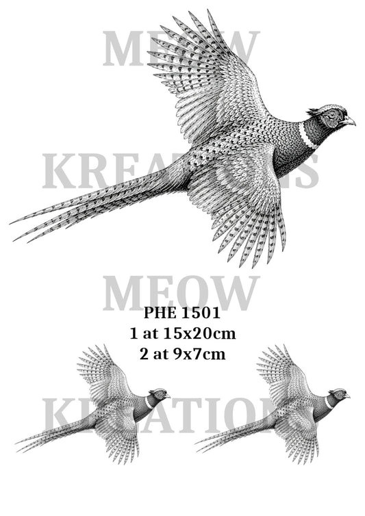 PHE 1501