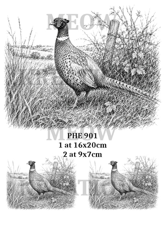 PHE 901
