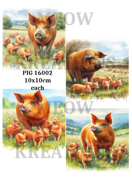 PIG 16002