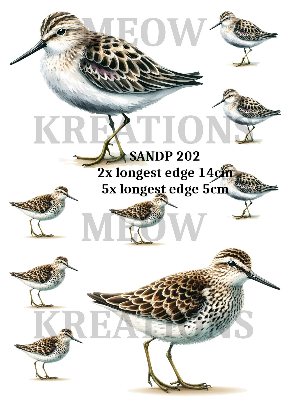 SANDP 202 – Meowkreations