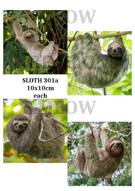 SLOTH 301a