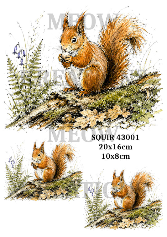 SQUIR 43001