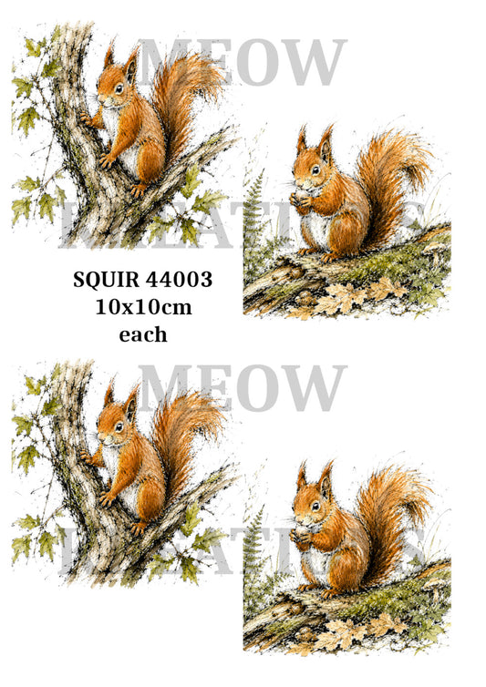SQUIR 44003